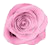 Rosa cipria
